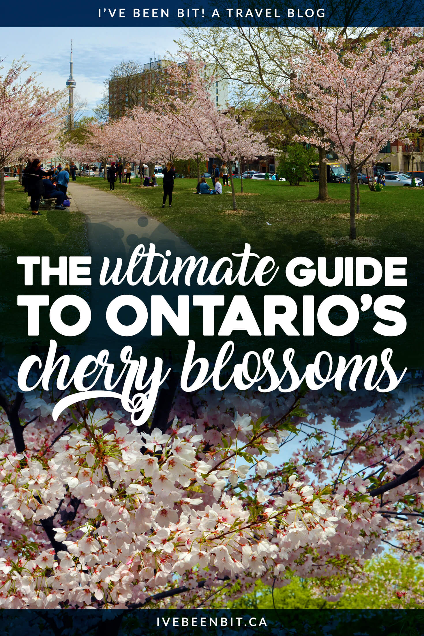 30+ Best Spots to Find Cherry Blossoms in Ontario [2024 Guide] » I've