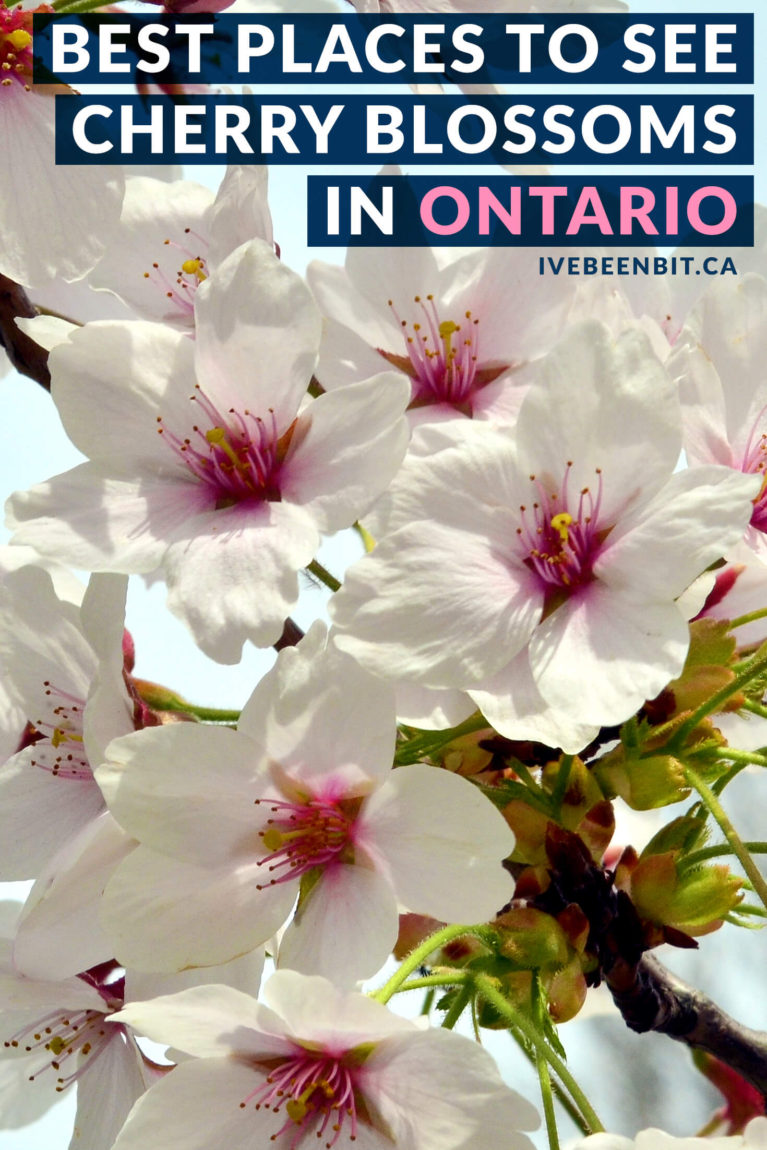 You know spring is in the air when the cherry blossoms in Ontario are in bloom! See where you can admire these beautiful flowers in the province. | #Travel #Canada #Ontario #Toronto #Ottawa #Mississauga #Burlington #NiagaraFalls #CherryBlossoms #SakuraBlossoms #CherryTrees #Spring | IveBeenBit.ca