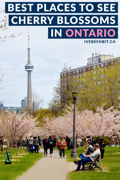 You know spring is in the air when the cherry blossoms in Ontario are in bloom! See where you can admire these beautiful flowers in the province. Where to find cherry blossoms in Toronto, Niagara Falls, and more. | #Travel #Canada #Ontario #Toronto #Ottawa #Mississauga #Burlington #NiagaraFalls #CherryBlossoms #SakuraBlossoms #CherryTrees #Spring | IveBeenBit.ca