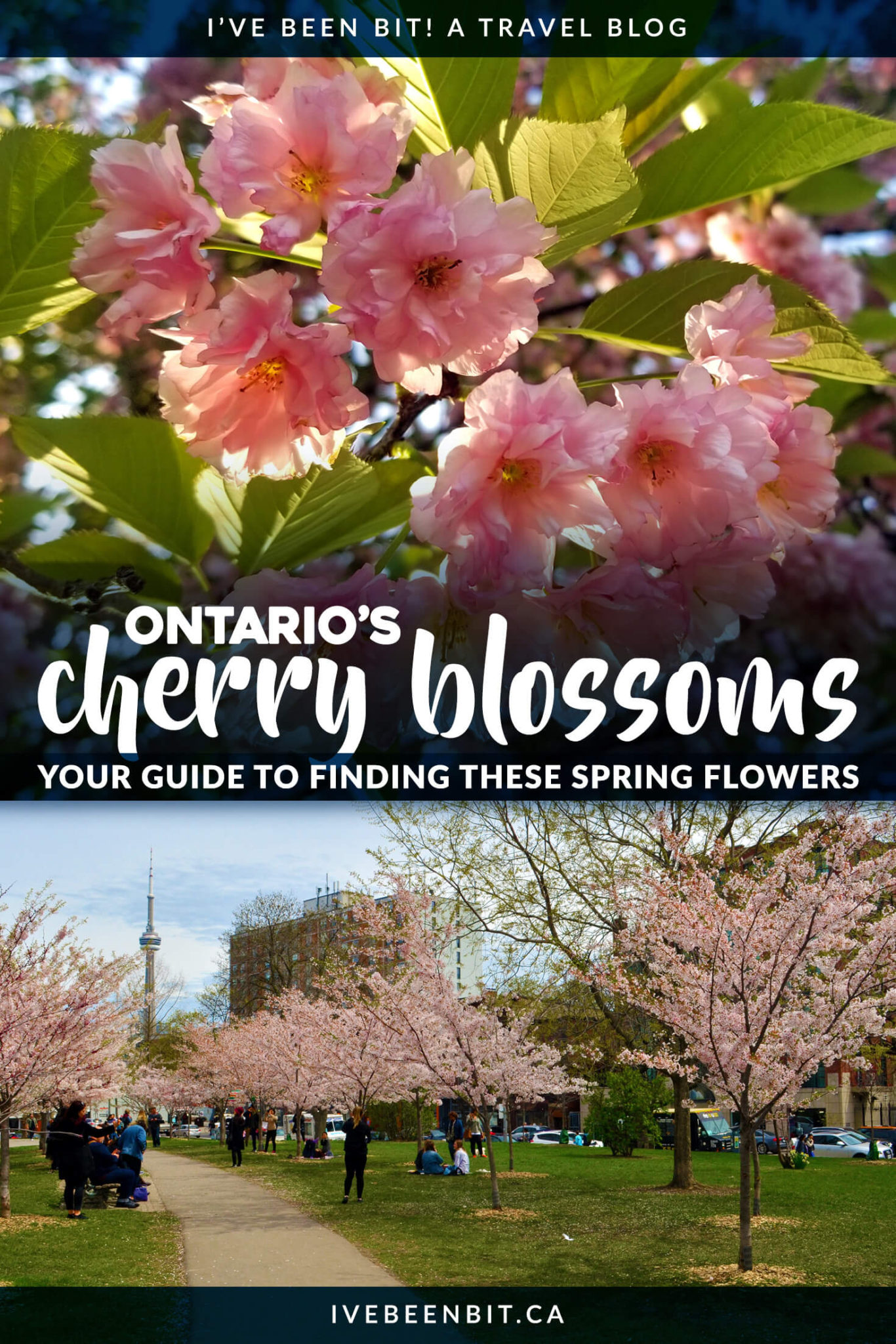 30+ Best Spots to Find Cherry Blossoms in Ontario [2024 Guide] » I've