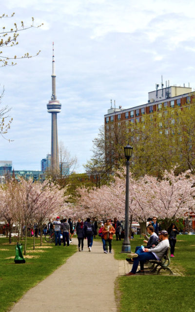 Views of the CN Tower with Cherry Blossoms in Toronto's Trinity Bellwoods Park :: I've Been Bit! Travel Blog