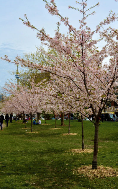 Cherry Blossoms in Toronto, Ontario, Canada :: I've Been Bit! Travel Blog