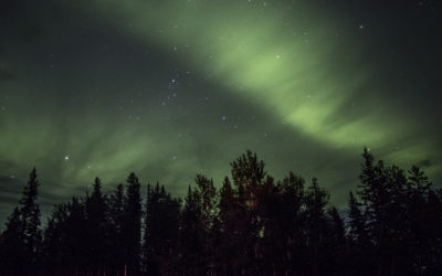 Green Aurora Ribbons Above the Tree Line in Wood Buffalo National Park :: I've Been Bit! Travel Blog