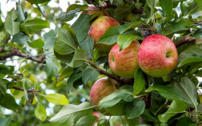 Apples Waiting to Be Picked in Grey County Ontario :: I've Been Bit! Travel Blog