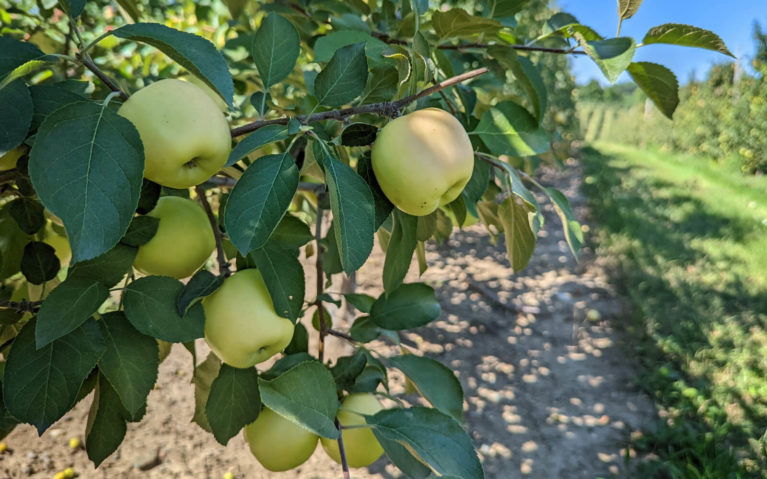 Apples at Nature's Bounty Farm Near Port Perry Ontario :: I've Been Bit! Travel Blog