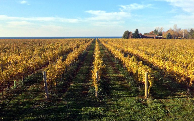 Views of the Vineyards On Lake Ontario in Niagara-on-the-Lake :: I've Been Bit! Travel Blog