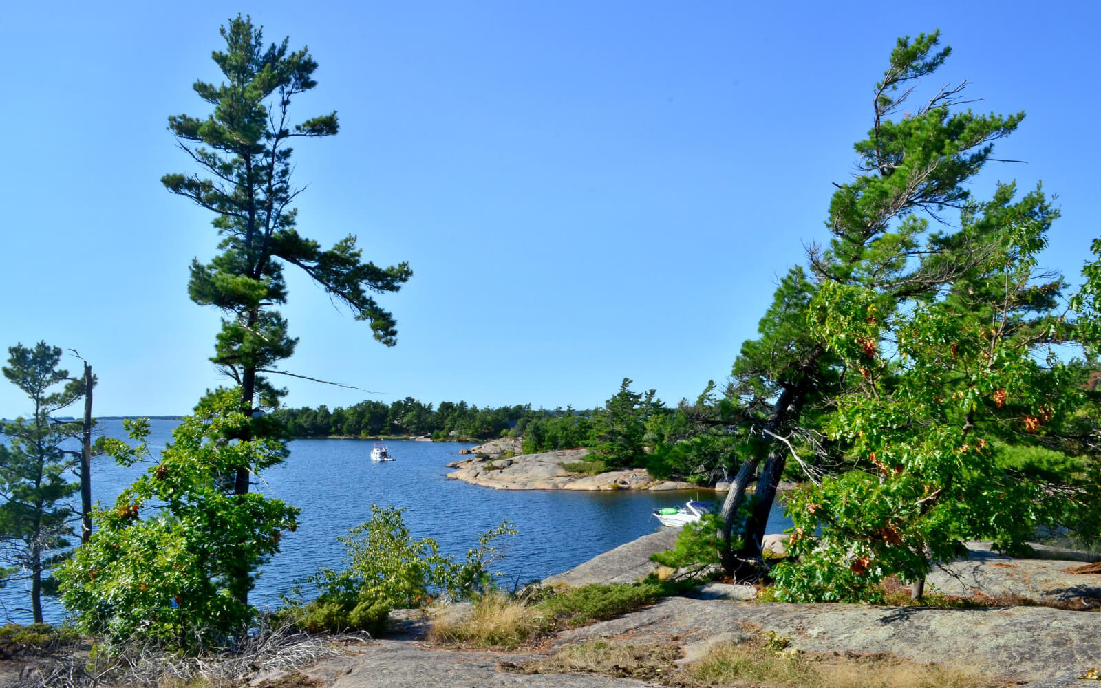Ontario Road Trip Views Like These Windswept Pines in Muskoka Make it an Iconic Destination :: I've Been Bit! Travel Blog