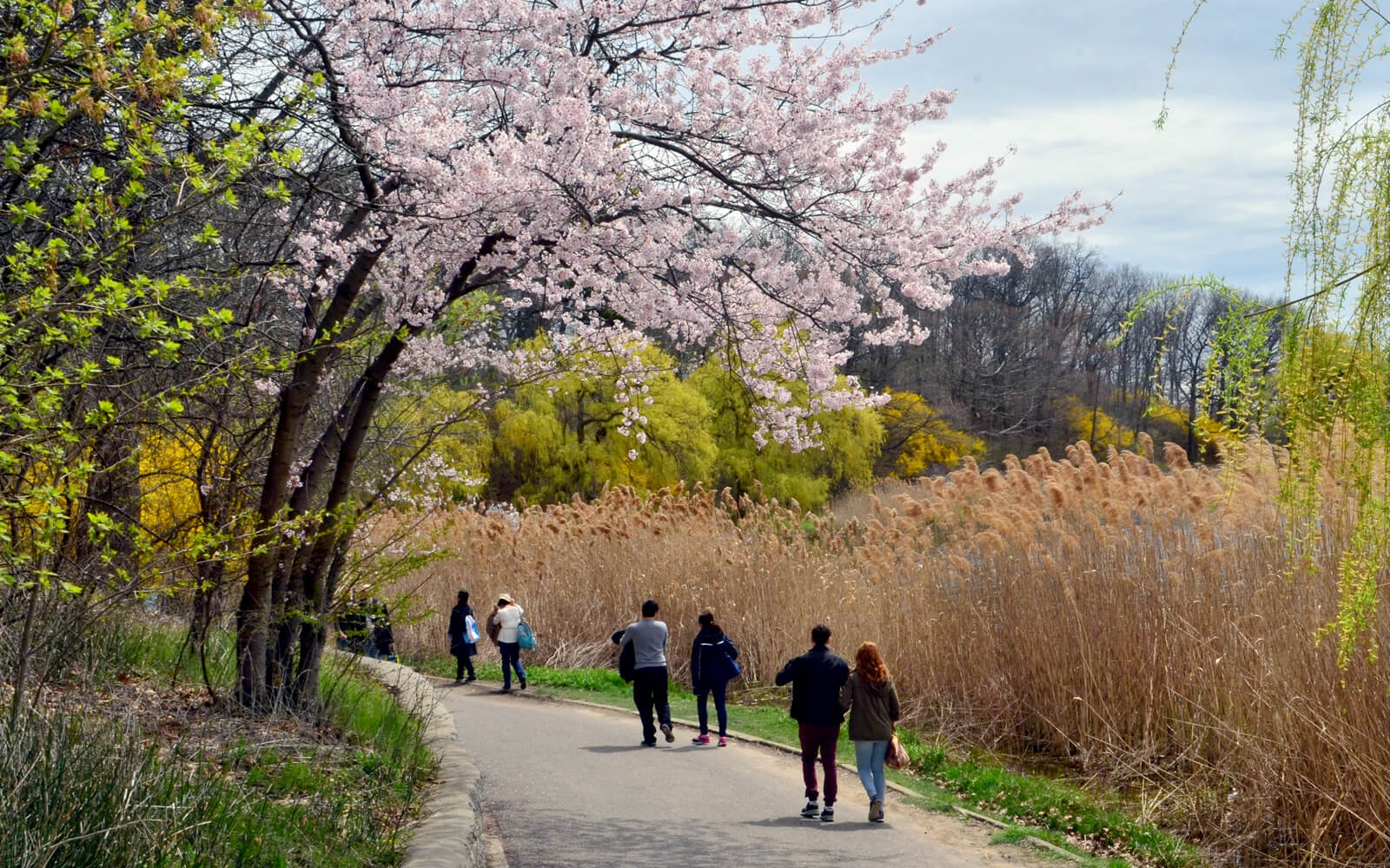 Spring Cherry Blossoms in Toronto :: I've Been Bit! Travel Blog