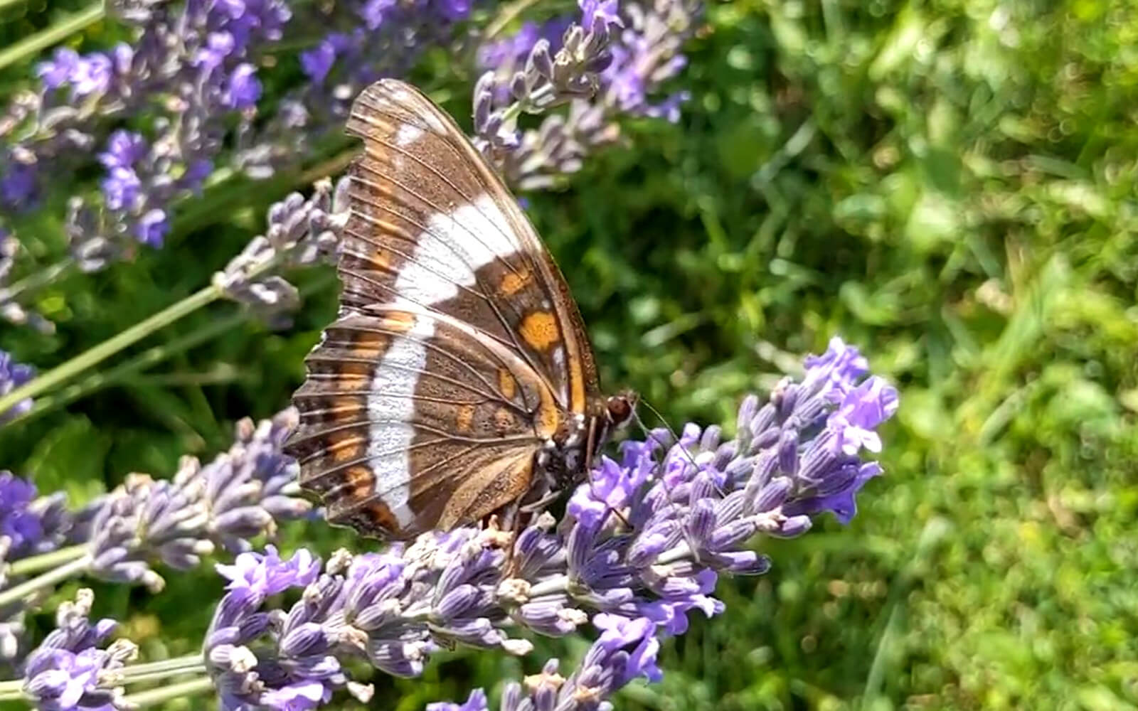 Butterfly In The Lavender Bush :: I've Been Bit! Travel Blog