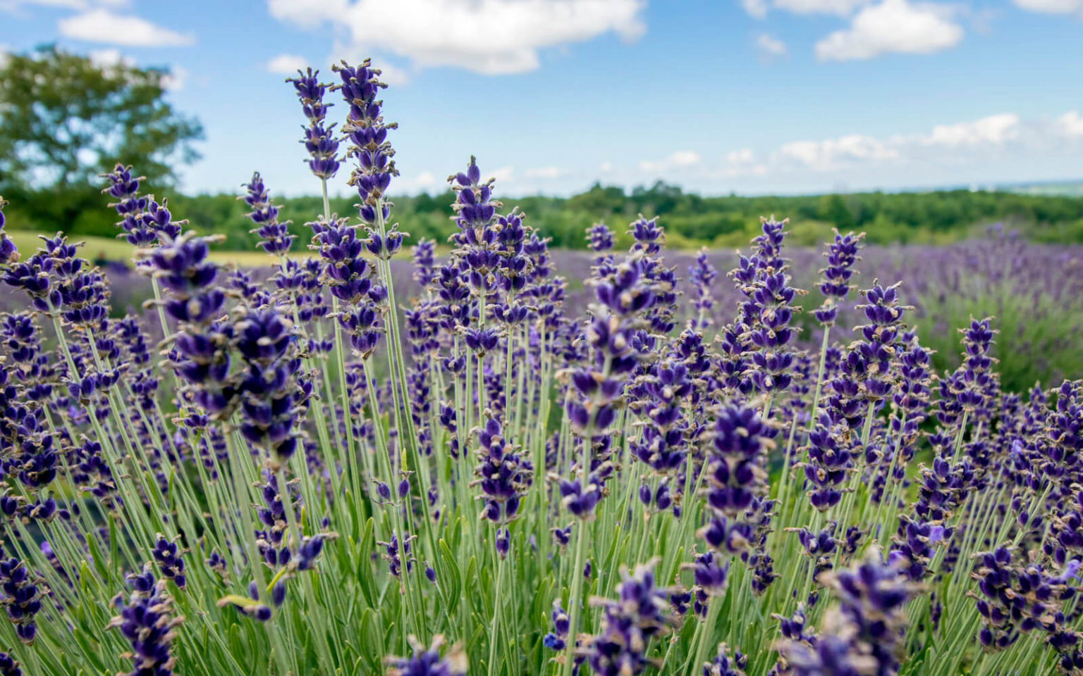 Top 21 Ontario Lavender Farms To Experience This Summer [2023] » I've