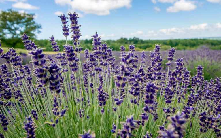 Ontario Lavender Bush Close Up on a Sunny Day :: I've Been Bit! Travel Blog