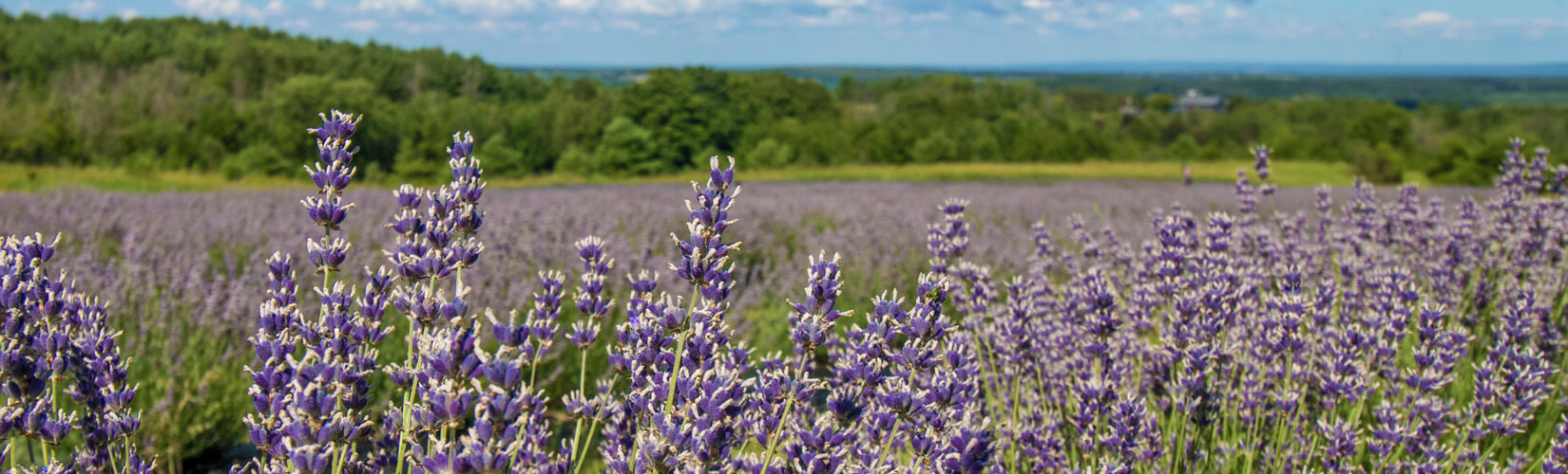 Ontario Lavender Farms: Perfect for a Summer Adventure :: I've Been Bit! Travel Blog