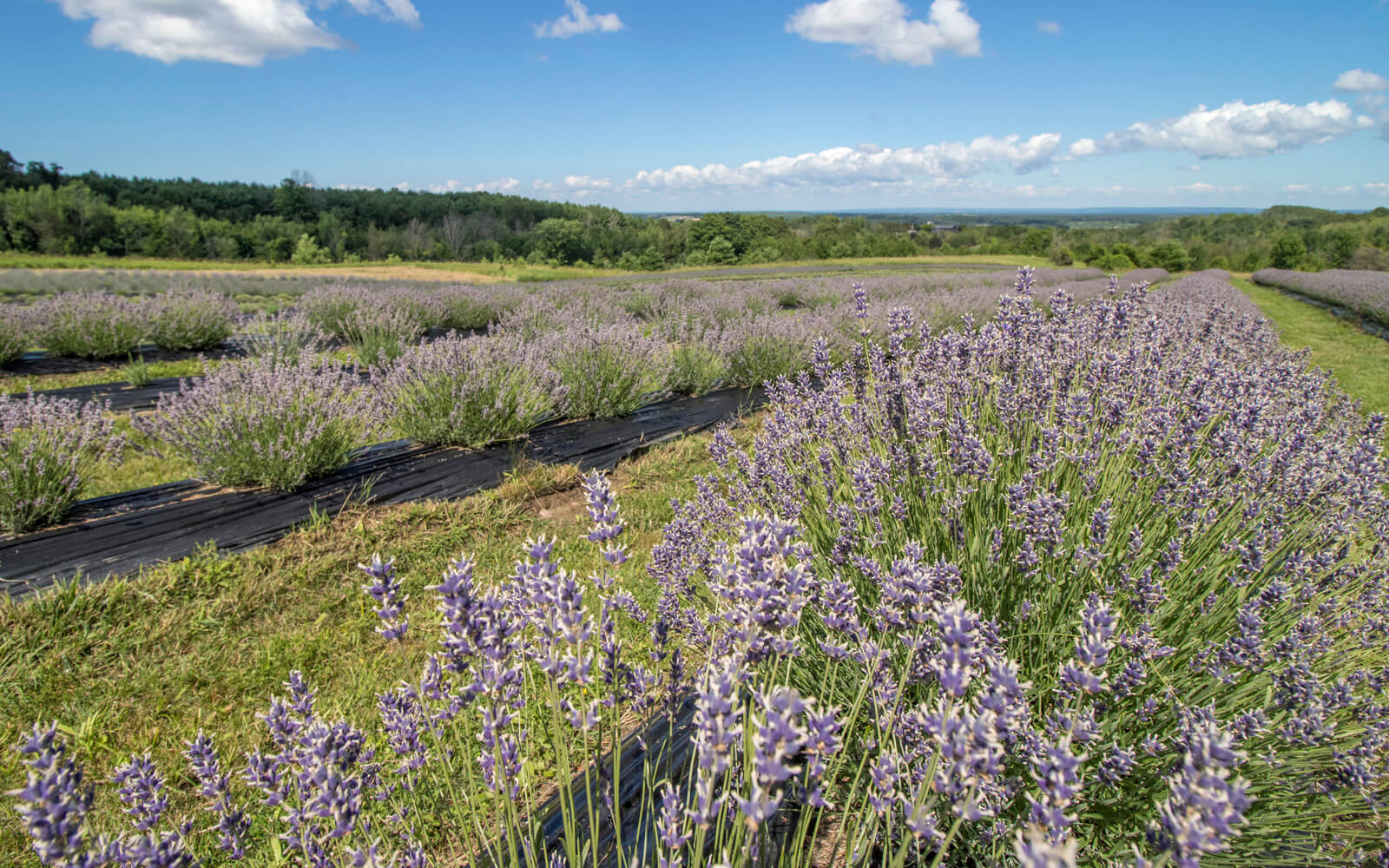 The Rolling Fields You'll Find on These Ontario Lavender Farms :: I've Been Bit! Travel Blog