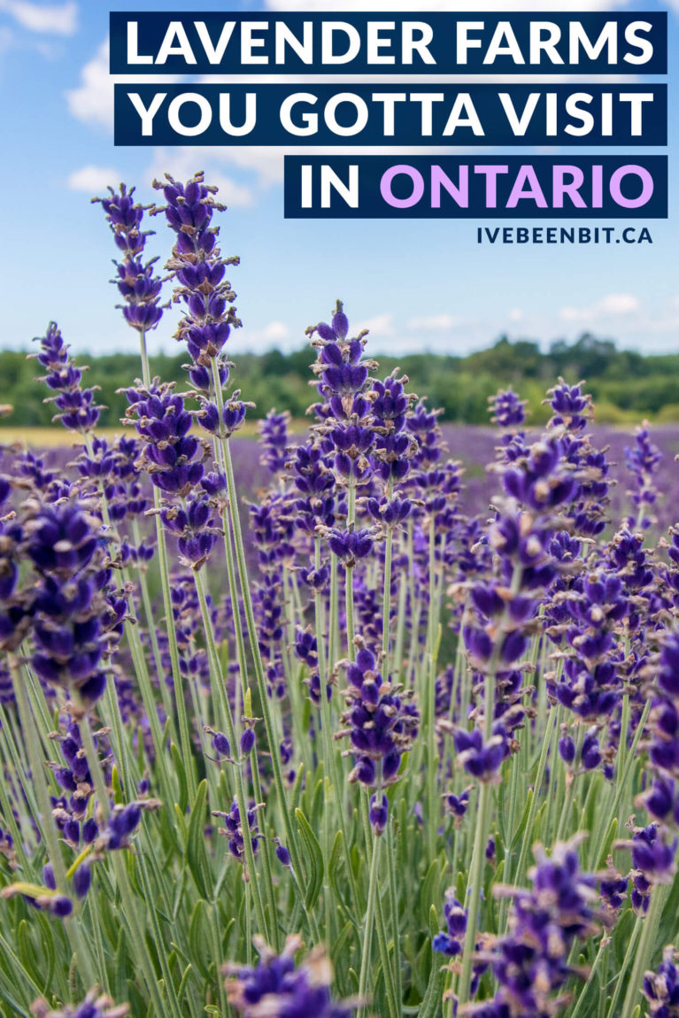 Ontario is home to 20+ lavender farms and fields. If you're looking for a summer day trip in Ontario, you need to visit one of these Ontario lavender farms! Includes Terre Bleu Lavender Farm, Prince Edward County Lavender Farms and many more! | Lavender farms in Ontario Canada | Ontario day trips | Summer in Ontario | IveBeenBit.ca