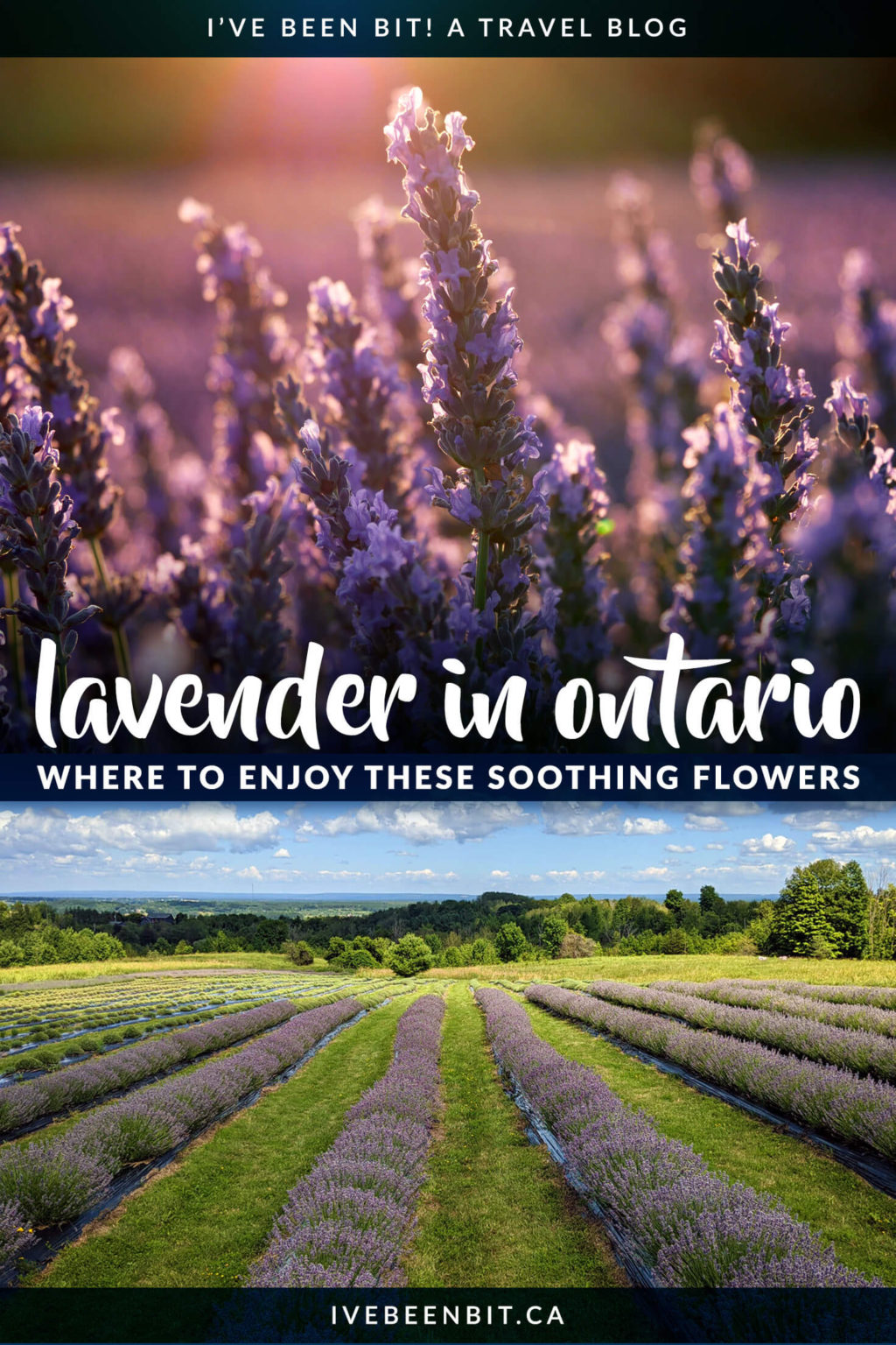 Top 21 Ontario Lavender Farms To Experience This Summer [2023] » I've