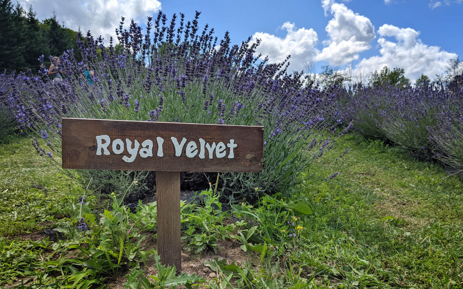Wooden Label In Front of Ontario Lavender Plant :: I've Been Bit! Travel Blog