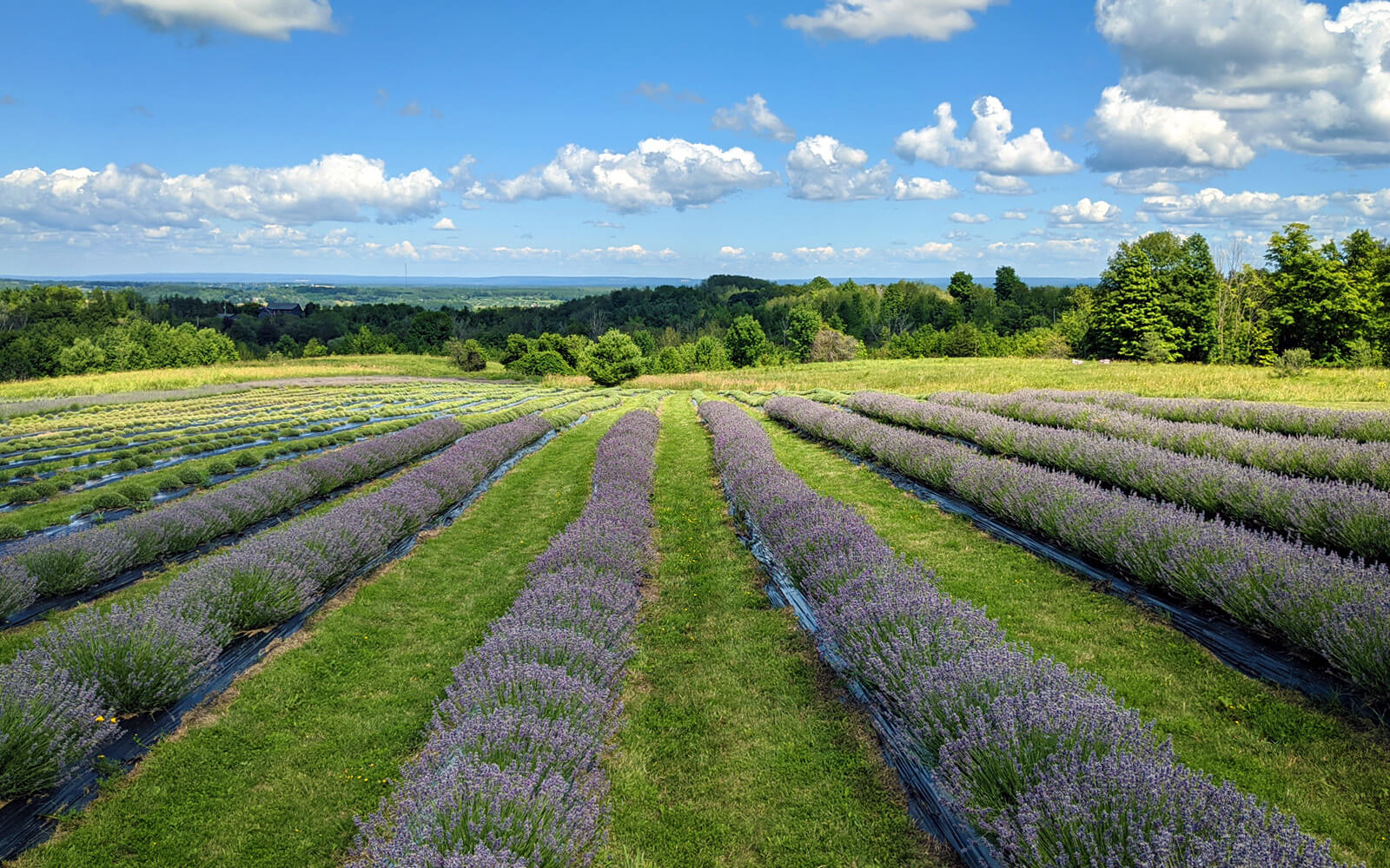 Rolling Hills of Ontario Lavender Plants :: I've Been Bit! Travel Blog