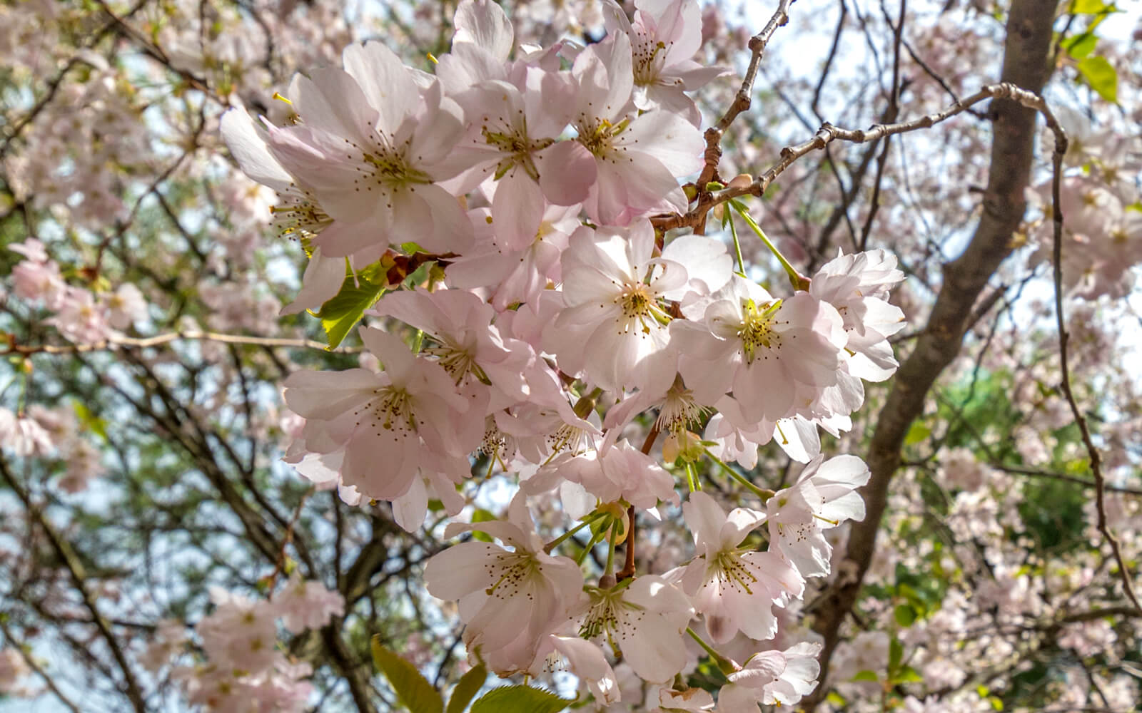 Niagara Cherry Blossoms 15 Spots to Find These Beautiful Blooms [2024