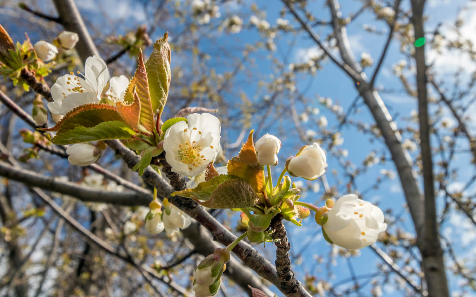 Niagara Cherry Blossoms 15 Spots to Find These Beautiful Blooms [2024