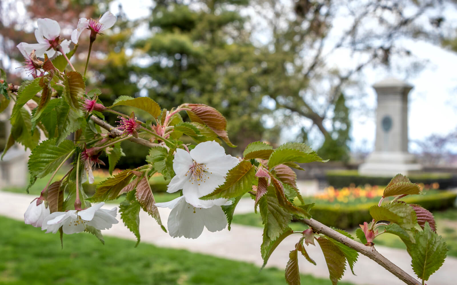 Niagara Cherry Blossoms 15 Spots to Find These Beautiful Blooms [2024