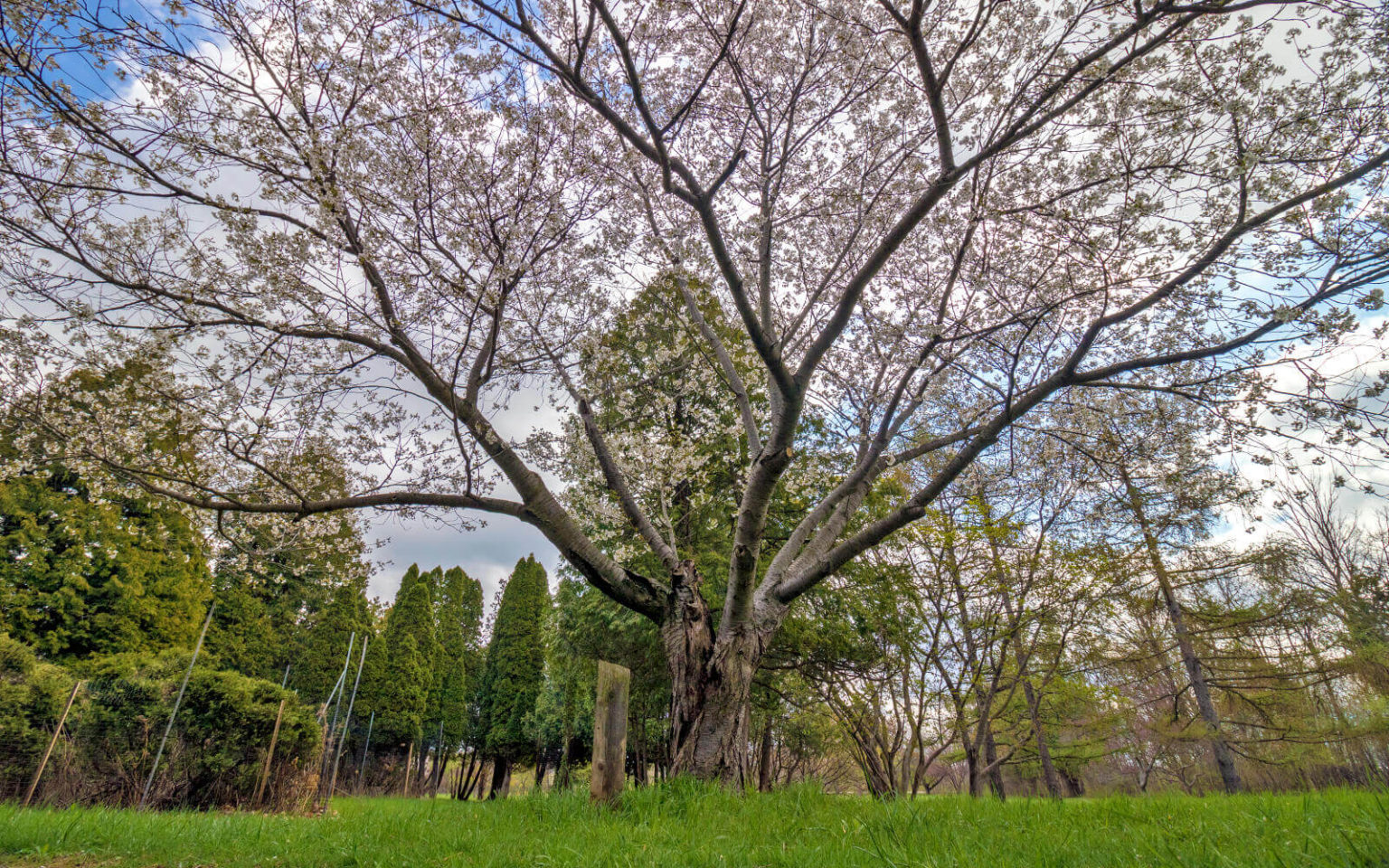 Niagara Cherry Blossoms 15 Spots to Find These Beautiful Blooms [2024