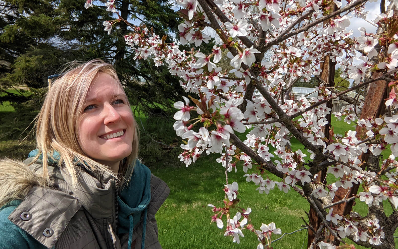 Niagara Cherry Blossoms 15 Spots to Find These Beautiful Blooms [2024