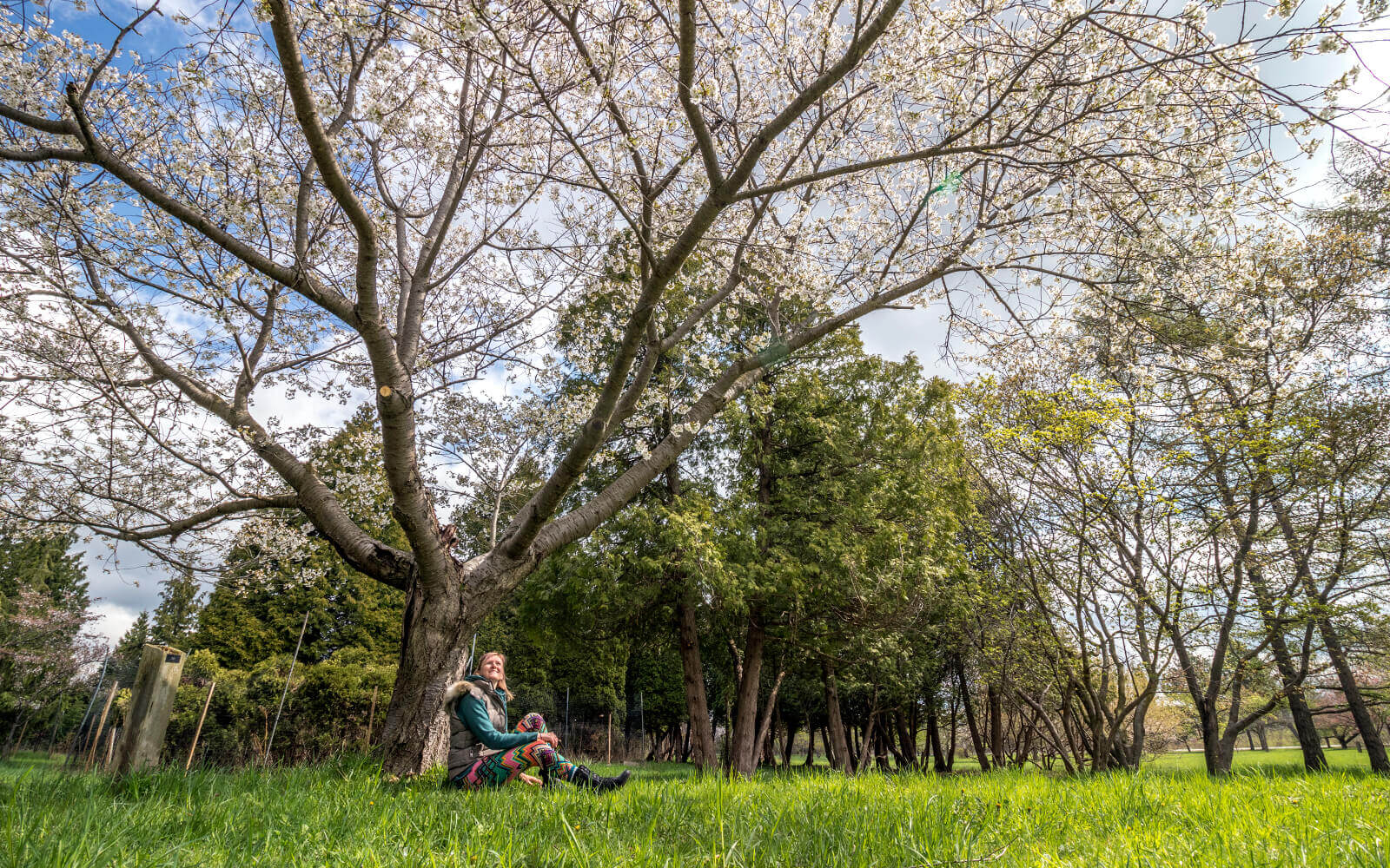Lindsay Sitting Under a Cherry Tree in Bloom :: I've Been Bit! Travel Blog