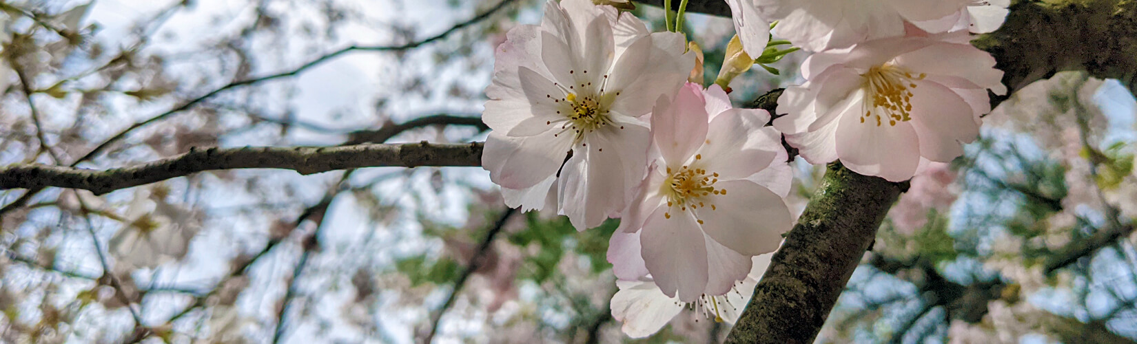 Niagara Cherry Blossoms: Top 7 Spots to Find These Beautiful Blooms :: I've Been Bit! Travel Blog