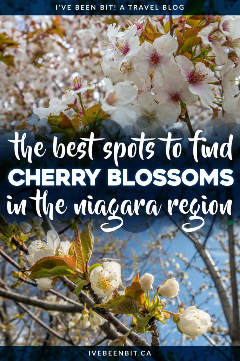 You may think of Toronto's High Park is the top spot for cherry blossoms in Ontario but think again. Niagara is where it's at! These are the top spots to find cherry blossoms in Niagara! | Ontario Cherry Blossoms | Cherry Blossoms Niagara | Things to Do in Niagara-on-the-Lake | Cherry Blossom Season Niagara on the Lake | Things to Do in Niagara Falls | Where to Find Cherry Blossoms in Ontario | Where to Find Blooms in Ontario | Cherry Tree Ontario | Cherry Blossom Tree Ontario | #Spring #Ontario
