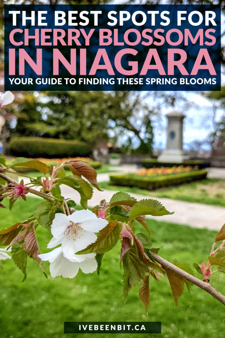 You may think of Toronto's High Park is the top spot for cherry blossoms in Ontario but think again. Niagara is where it's at! These are the top spots to find cherry blossoms in Niagara! | Ontario Cherry Blossoms | Cherry Blossoms Niagara | Things to Do in Niagara-on-the-Lake | Cherry Blossom Season Niagara on the Lake | Things to Do in Niagara Falls | Where to Find Cherry Blossoms in Ontario | Where to Find Blooms in Ontario | Cherry Tree Ontario | Cherry Blossom Tree Ontario | #Spring #Ontario