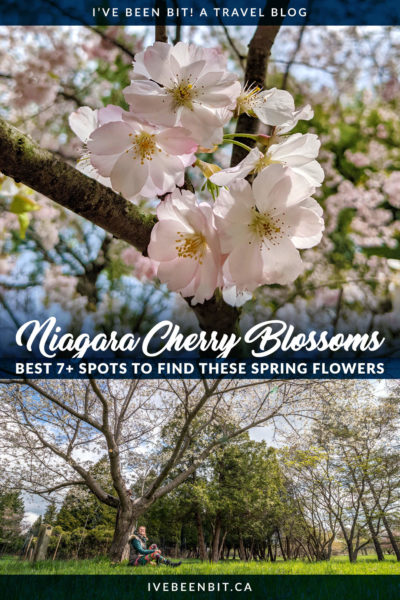 Niagara Cherry Blossoms: 15 Spots to Find These Beautiful Blooms [2024 ...