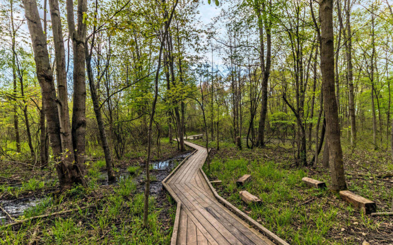 Boardwalk Trail Through the Heartland Forest :: I've Been Bit! Travel Blog