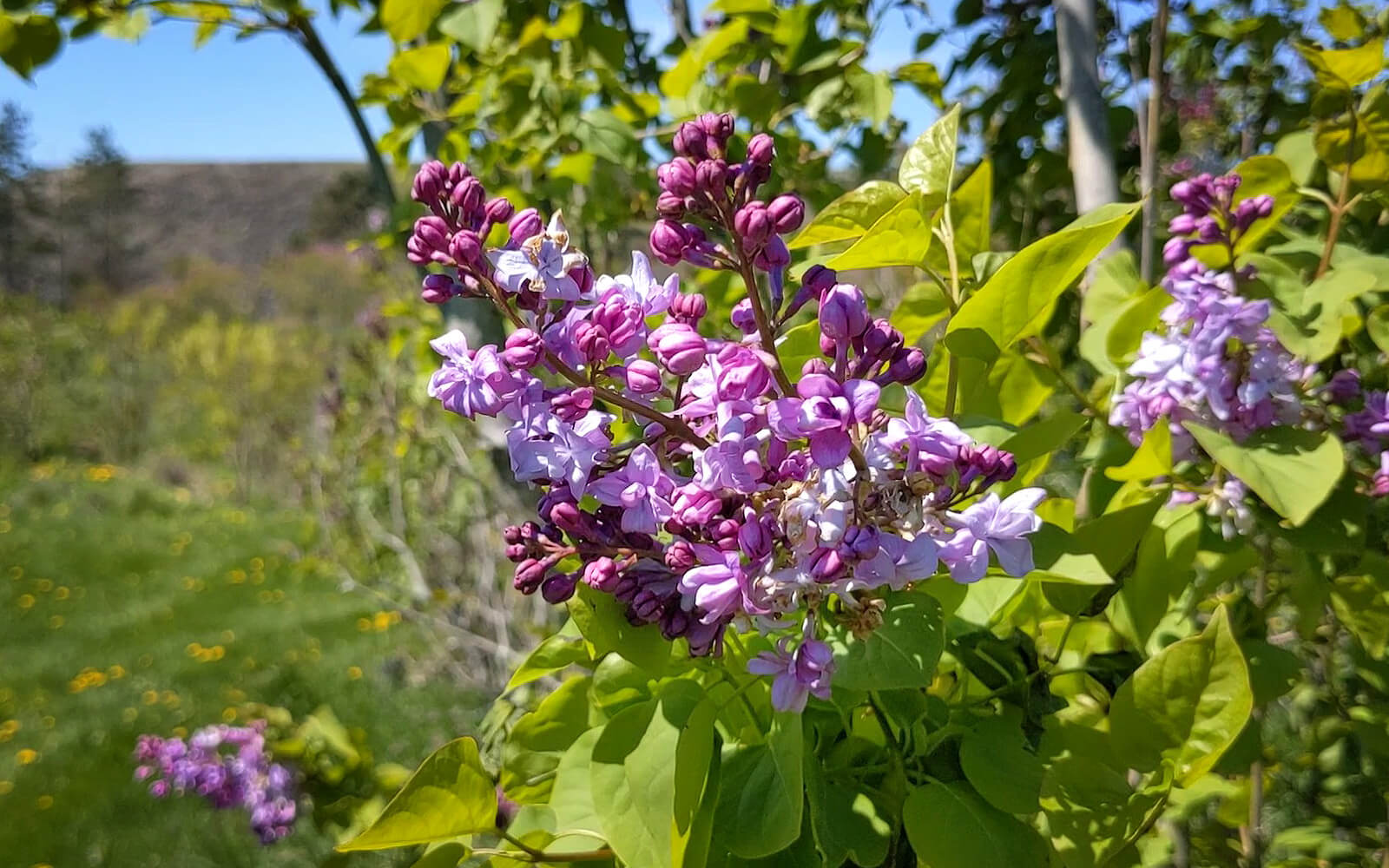 Close Up of the Lilacs at the Centennial Lilac Garden, One of the Free Things to Do in Niagara Falls :: I've Been Bit! Travel Blog