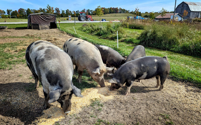 Some of the Resident Sows of Farmhill :: I've Been Bit! Travel Blog