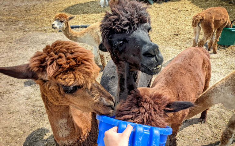 Three Alpacas Feeding From a Blue Bin :: I've Been Bit! Travel Blog