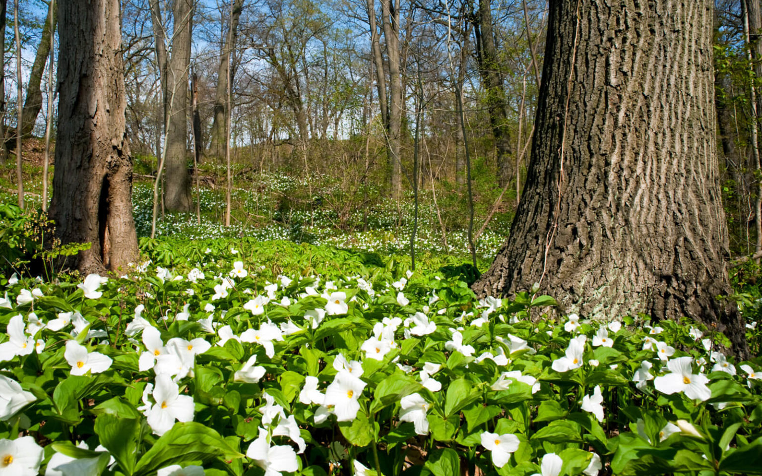 spring trips ontario