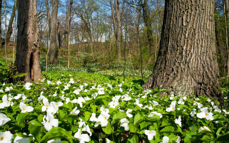 Field of Trilliums in Ontario :: I've Been Bit! Travel Blog