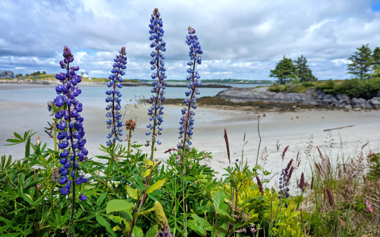 Lupins Overlooking John's Cove Near Yarmouth :: I've Been Bit! Travel Blog