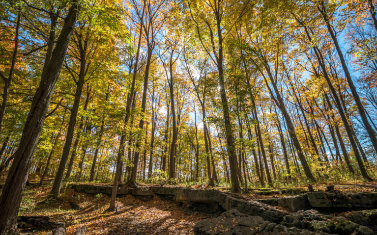 Fall Colours in the Eramosa Karst Conservation Area :: I've Been Bit! Travel Blog
