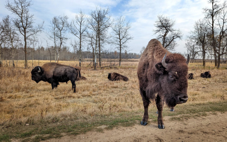 Some of the Bison You'll See at Elk Island National Park :: I've Been Bit! Travel Blog