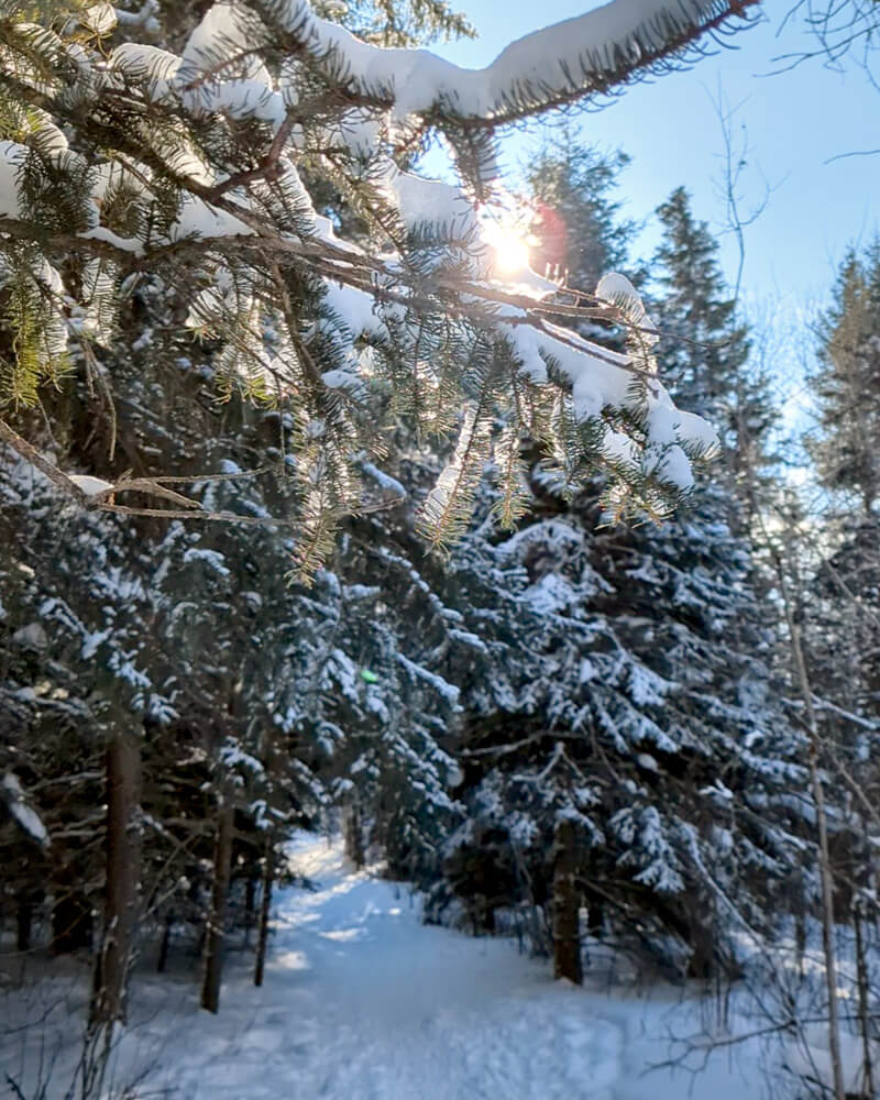Sunshine Peaking Through the Trees in Riding Mountain National Park :: I've Been Bit! Travel Blog
