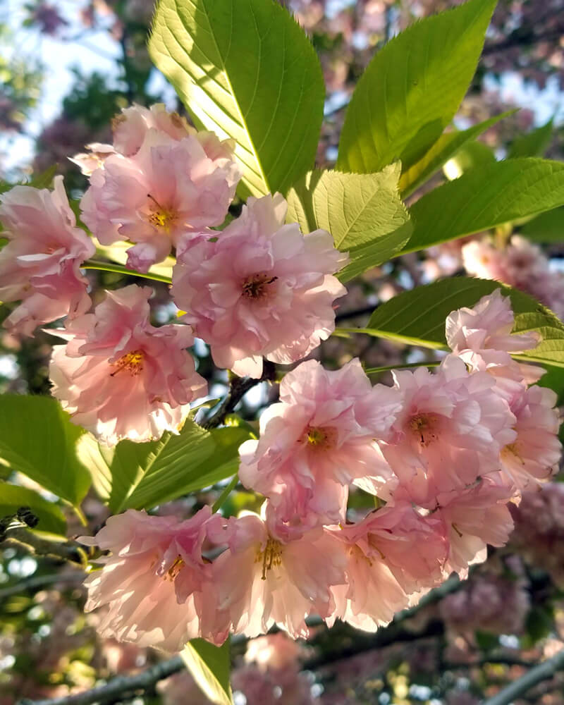 Cherry Blossoms at the Royal Botanical Gardens :: I've Been Bit! Travel Blog