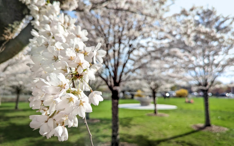 Close Up of Cherry Blossoms at Centennial Park in Dundas :: I've Been Bit! Travel Blog