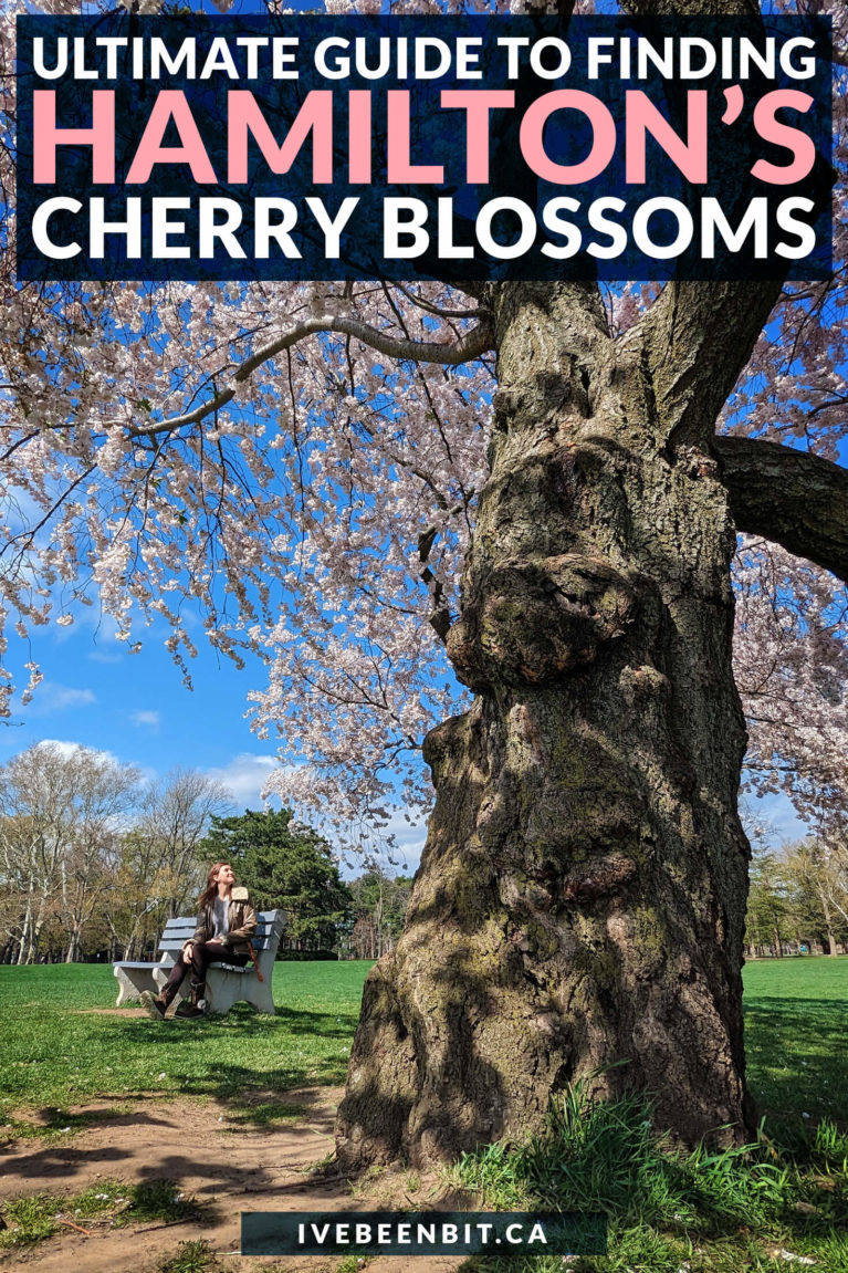 Ditch the crowds of Toronto's High Park and check out the top spot for cherry blossoms in Hamilton Ontario! | Hamilton Cherry Blossoms | Ontario Cherry Blossoms | Things to Do in Hamilton Ontario | Cherry Blossom Season Hamilton | Hamilton Things to Do | Where to Find Cherry Blossoms in Ontario | Where to Find Blooms in Ontario | Cherry Tree Ontario | Cherry Blossom Tree Ontario | #Spring #Ontario #RoadTrip