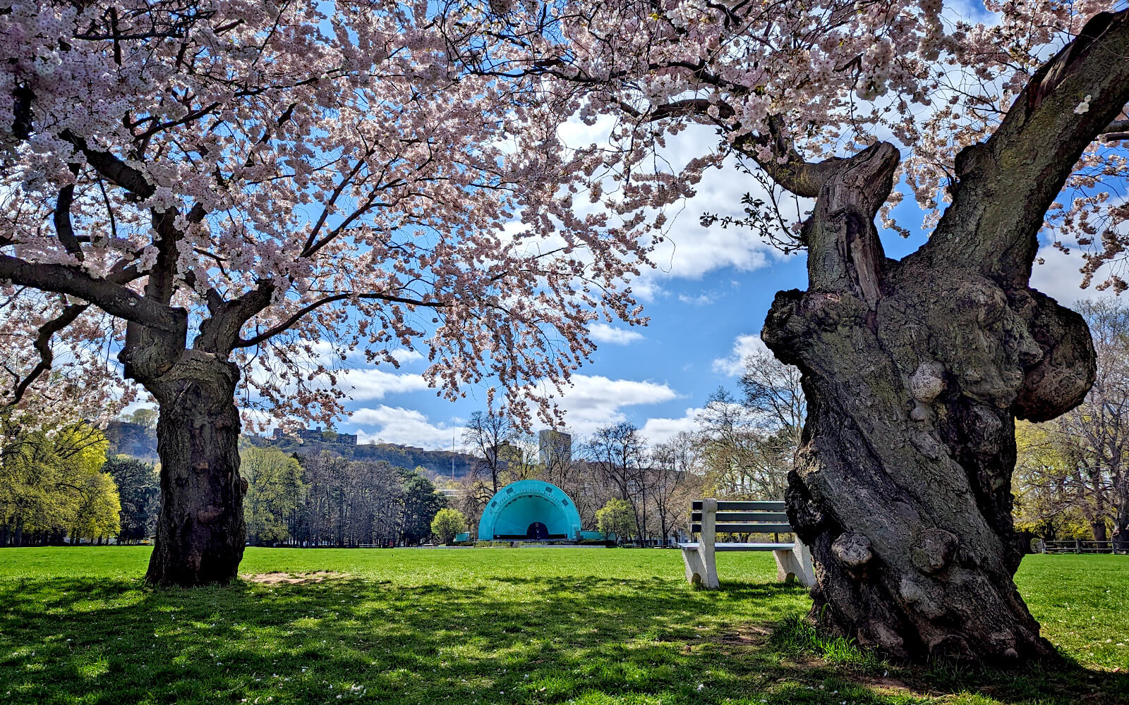 6 Best Spots to Find Cherry Blossoms in Hamilton This Spring [2024] » I