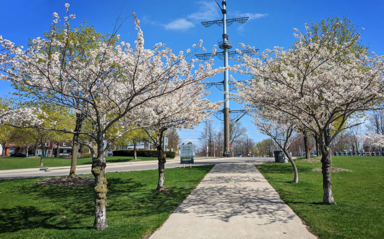 Path of Cherry Trees in Bayfront Park :: I've Been Bit! Travel Blog