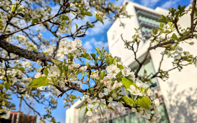 Blossoms Outside of Hamilton City Hall :: I've Been Bit! Travel Blog