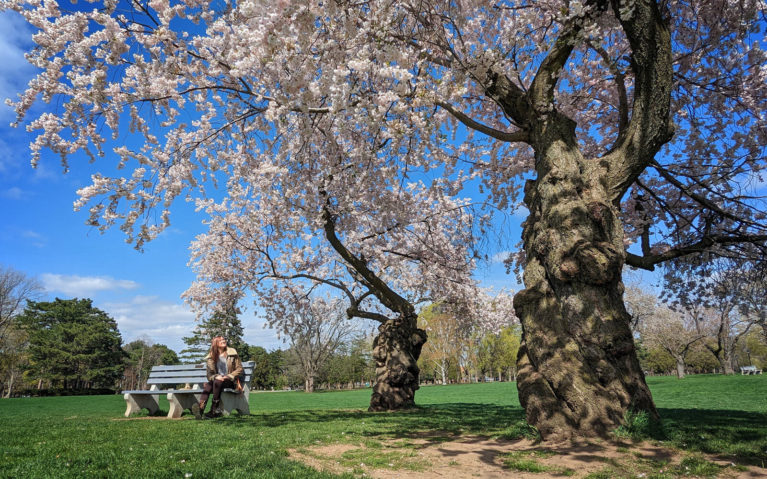 Lindsay Sitting Under the Gage Park Cherry Blossoms in Hamilton :: I've Been Bit! Travel Blog