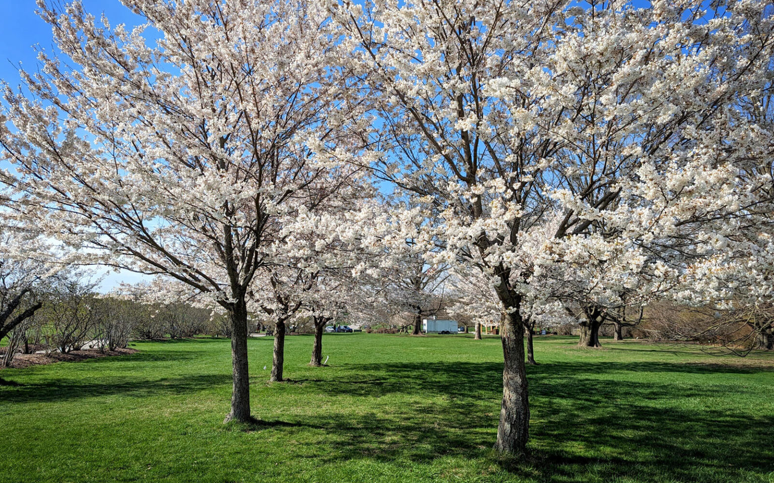 6 Best Spots to Find Cherry Blossoms in Hamilton This Spring [2024] » I ...