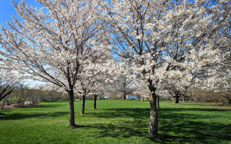 Rows of Cherry Trees at the Arboretum at the Royal Botanical Gardens